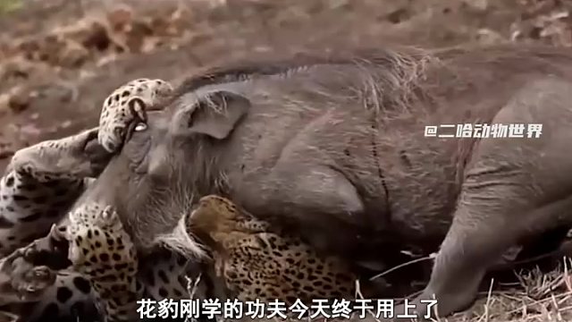 花豹利用新技能捕杀疣猪，疣猪连连败退