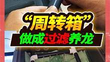 买回全网第一眼镜蛇雷龙，为其打造一米二雷龙缸，制作周转箱过滤 #鱼缸过滤 #眼镜蛇雷龙 #宠物