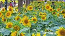 仙岳山土地公庙的向日葵花也开了，约上小伙伴来打卡吧#旅行大玩家 #厦门周边游 #厦门心动攻略都在这了