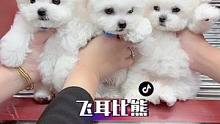 今天给你们简单的录一下三只飞耳小比熊～#飞耳比熊#宠物