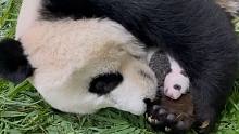 还没有睁眼的熊猫宝宝，依赖熊猫妈妈的可爱小模样！