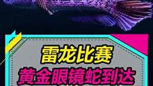 通过这次比赛，我要摆脱雷龙终结者的称号！陆续凑齐6种雷龙，大家觉得派谁参赛比较好~#雷龙鱼 #观赏鱼
