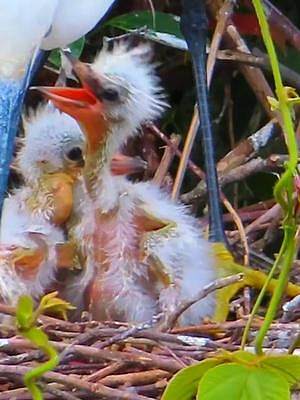小白鹭妈妈正在给它的幼崽喂食，我们用相机记录了这一温馨时刻#小白鹭#动物鸟世界#野生鸟类育雏 