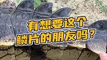 有想要这个鳞片的朋友吗#鳄珍 