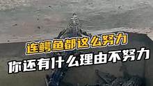 连鳄鱼都这么努力，你还有什么理由不努力呢#鳄珍 