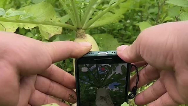 教你一个人在家拍萝卜