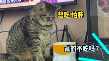 【肥弟】小猫咪也开始有身材焦虑了？？