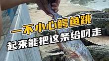 一不小心鳄鱼跳起来能把鱼叼走了#鳄珍