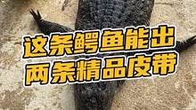 这条鳄鱼能出两条精品鳄鱼腰带#鳄珍