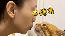 来自猫猫的爱