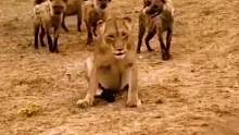 鬣狗群试图狩猎落单的母狮#动物世界 #精彩片段 #狮子 #鬣狗 #万物皆有灵性 