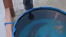 鲤鱼从水缸跃出刚好跳进男子怀中，真是上辈子的缘份！