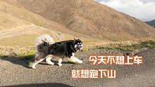 助力狗子的运动梦想，穿越祁连山来到青海，班戈不上车就想跑下山