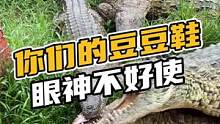 你们的豆豆鞋眼神真不好使#鳄珍