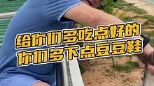 给你们多吃点好的你们才能多下点豆豆鞋#鳄珍