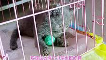 救助的残疾小蓝猫第一次玩球，拖着两条残腿，却是喵生最快乐时刻