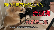 两个月就开始咬人的流浪狗纠正第二集