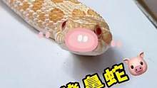 #养爬姑娘 #爬宠 #宠物蛇 #猪鼻蛇 #蛇