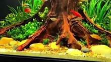 养鱼人的快乐#养鱼日记 #南美缸 #南美缸造景 #玻璃缸中的大自然 #鱼缸造景