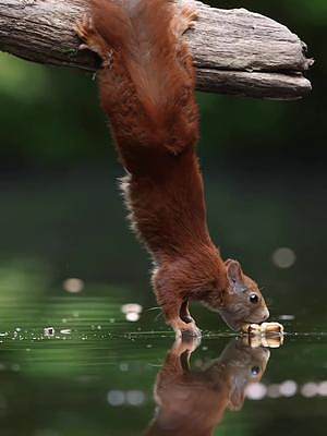 花费数天等待到了这个完美的时刻，小松鼠在水上面叼起橡果子 
#探纪自然
