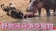 野狗河马争夺食物#动物世界 #精彩片段 #野狗 #河马 #万物皆有灵性 