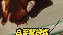 #好样说虫子 白带螯蛱蝶羽化啦，从小青龙变成小蝴蝶咯！