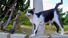 猫島の神社にいた猫達がカワイイ