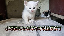 救助的流浪小猫开始亲人:胆大的已经能随便摸了，担小的还在躲藏