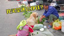 狗狗出门带财，溜街买菜还能挣钱，路人：靠狗发家致富