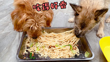 狗子们馋面条了，安排