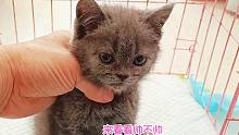 给残疾小蓝猫喂药，它乖巧得让人不敢相信，玩起来的模样让人心疼