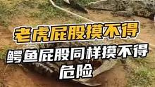 老虎屁股摸不得，鳄鱼屁股同样也危险#鳄珍 