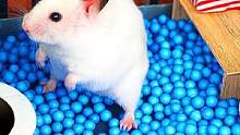 小仓鼠闯迷宫：逃离蓝色泡泡球密室，可仓鼠却遇到高难度迷宫 #小仓鼠 #奇趣小宠 #萌宠 #可爱