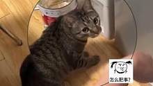 是有点倔强在身上的#猫咪的迷惑行为 #萌宠 #搞笑 #娱乐评论大赏 