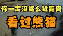 你一定没这么近距离看过熊猫！