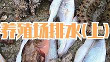 养殖场外排出大量的水，来叔沿着水线白捡鱼货，抓到活猛的海蛇鳗（上）