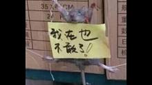 老鼠：再见了世界，感不感动？