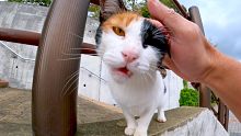 階段にいた三毛猫を撫でる