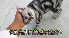 猫咪的情感表达:两个月没见，长治有多想念没够的蹭啊蹭