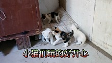 救助的流浪猫一家已把这里当成了家，它们玩的好开心