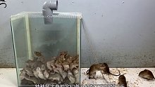 这些老鼠都是老演员了