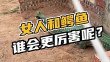女人和鳄鱼谁会更厉害呢？你们觉得呢#鳄珍 #鳄鱼养殖场 