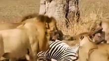 狮子狩猎斑马#动物世界 #精彩片段 #狮子 #斑马 #万物皆有灵性 