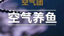 你的鱼像不像你？#宠物像主人 #鳄雀鳝 #水族 #观赏鱼 