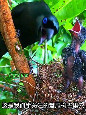 盘尾树鹊的独生子，它的食量很大，一副永远吃不饱的样子#盘尾树鹊 #养育幼崽 #动物鸟世界 