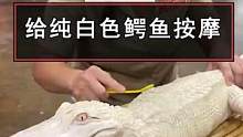 饲养员给纯白色的鳄鱼按摩，看它一脸享受的样子，都笑开花了。#鳄鱼 #可爱 #动物 