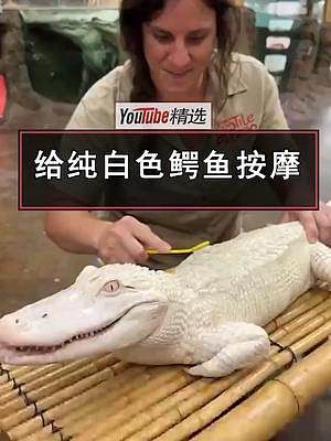 饲养员给纯白色的鳄鱼按摩，看它一脸享受的样子，都笑开花了。#鳄鱼 #可爱 #动物 