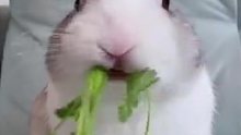 兔子吃香菜，太可爱了