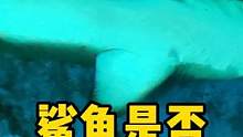 鲨鱼是否有感情呢？看完这个视频可能会改变你的看法 #海洋生物 #鲨鱼