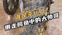 谁是那个幸运儿，带走这个鳄鱼中的大帅哥#现场实拍 #鳄珍 